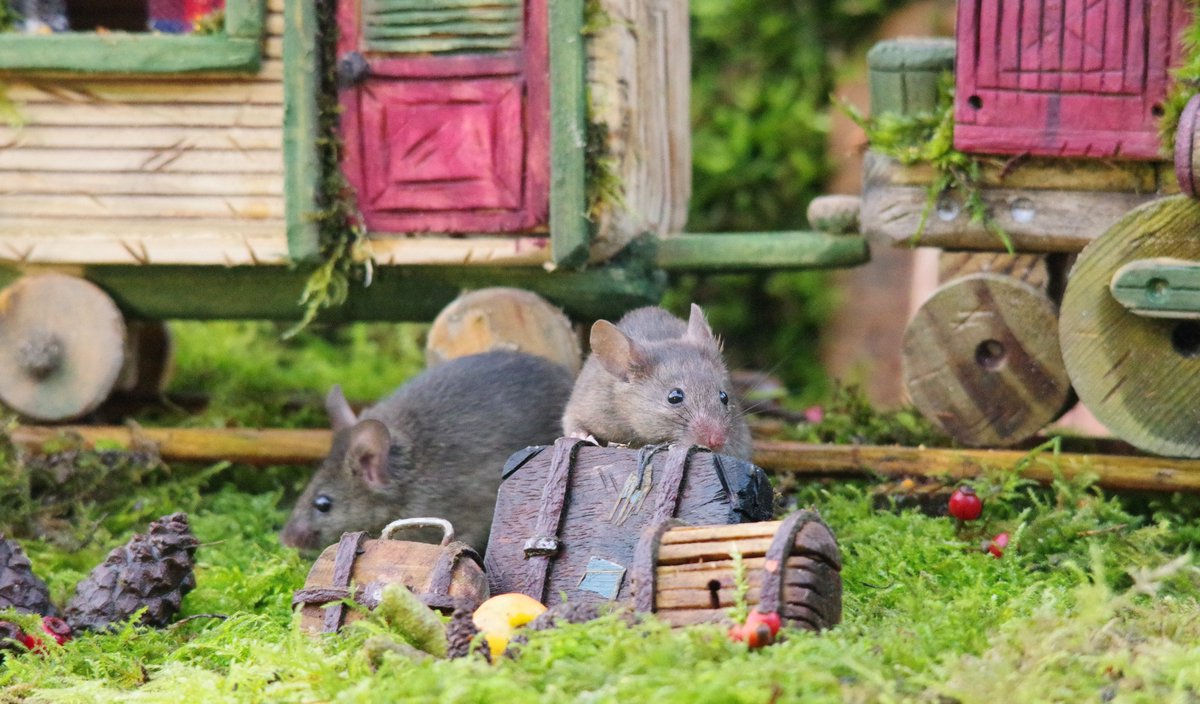 simon_dell_tog's tweet photo. well I finished the little Train Carriage what do you think ?
all aboard the Mouse Polar Express off to see father Christmouse at the north pole of the garden . π·π·π·π·.
.
.
#mousetrain #polarexpress #trainmice #mousevillage #fatherchristmouse #SantaMouse #northpole https://t.co/GCeyqA9hE0