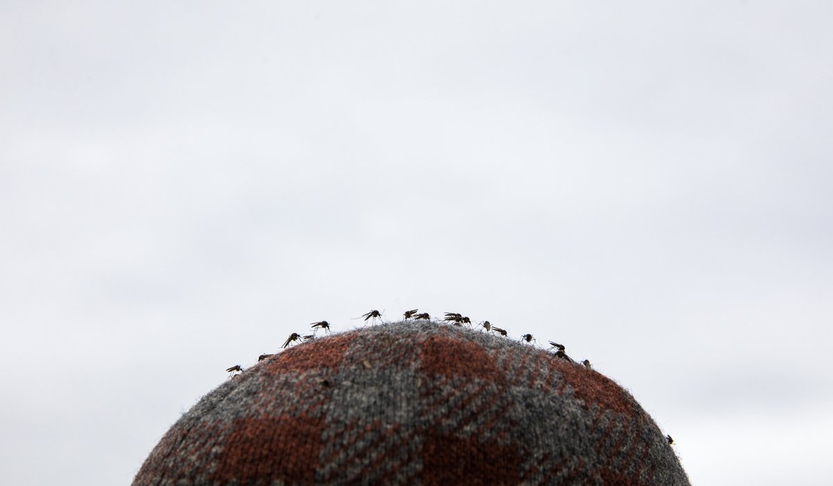 Dave Brosha tweet media