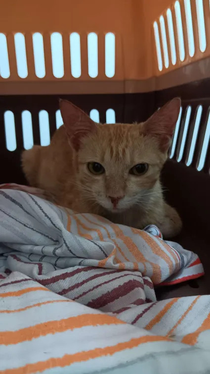 millions coochies tweet media