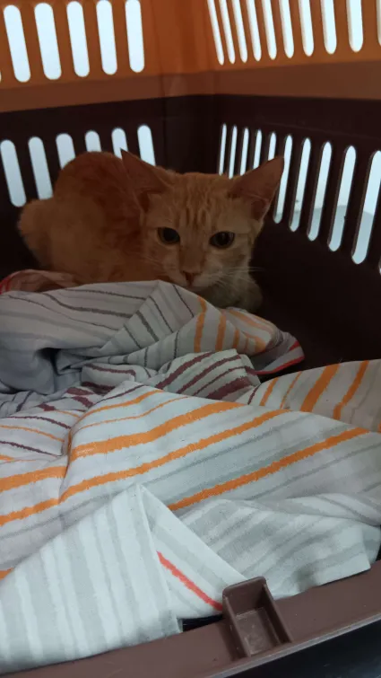 millions coochies tweet media