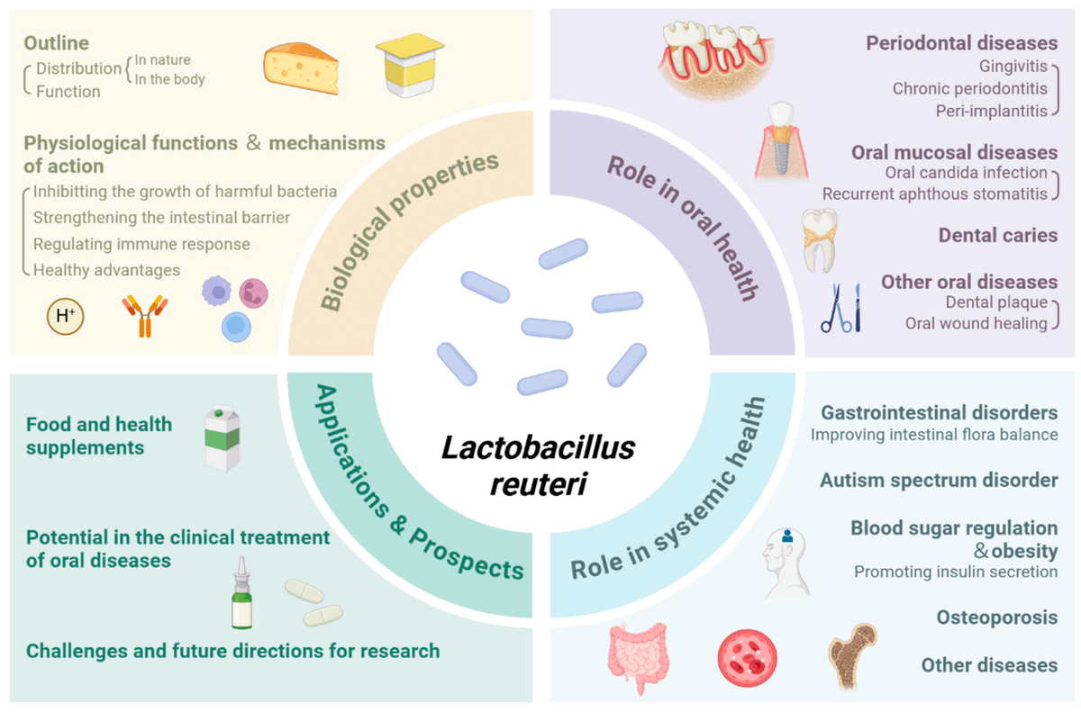 CraigBrockie's tweet photo. His core idea is to use a yogurt maker as a bacteria amplifier for specific strains of probiotics.

He typically picks strains with clinical backing for gut repair, e.g., Lactobacillus reuteri, L. gasseri. https://t.co/8ufaBIMjLo
