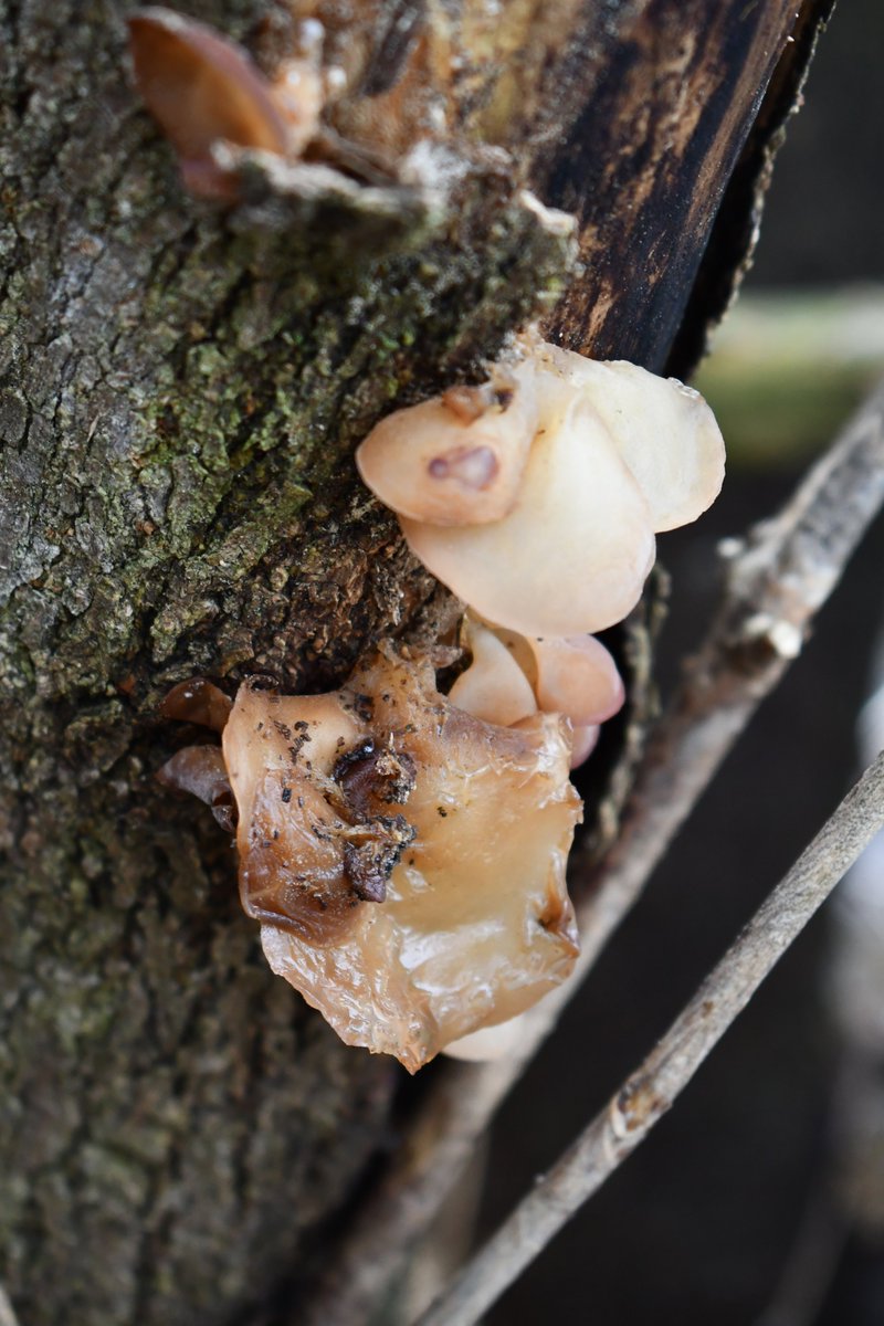 fungus