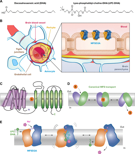 Physiology (APS Journal) tweet media