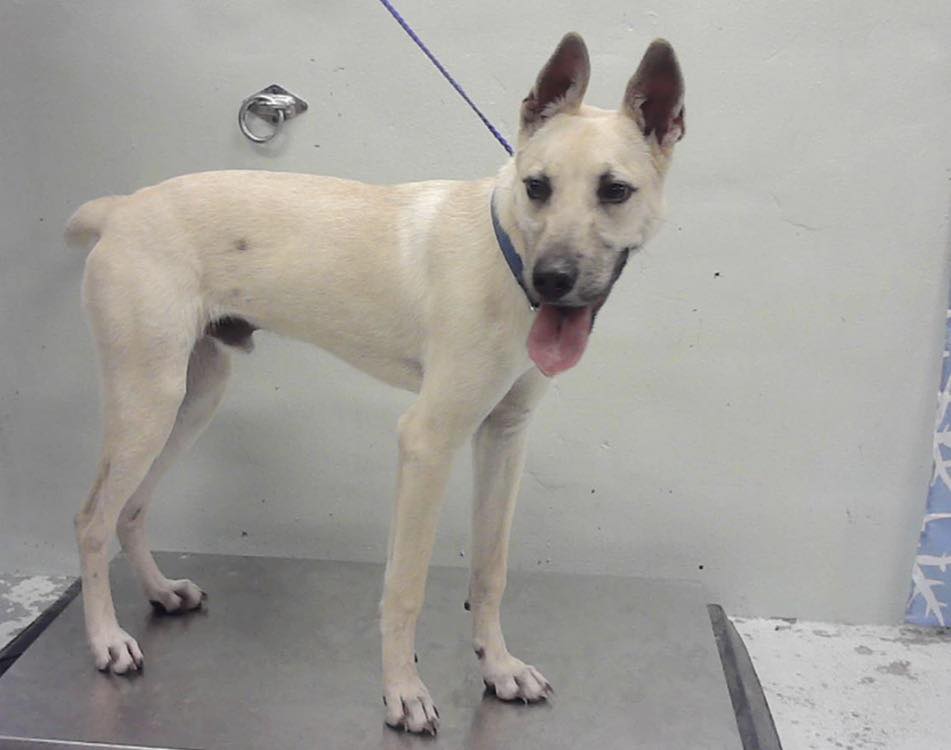 LoneStarChica's tweet photo. 🆘 10-MONTH-OLD PUP FOUND TIED TO A POLE IN THE COLD ON URGENT LIST🆘

Jacob was found tied to a pole in freezing conditions days ago. 💔Now this baby is out of time.

⏰ He must have a RESCUE HOLD by 1PM or he will lose his life.

💙🐶 Jacob #A2048634
German Shepherd Mix | Male | 10 months | 43 lbs
HW NAD / NEG

TO FOSTER, ADOPT, OR PLEDGE, please email:

📧 barcfoster@houstontx.gov
📧 barcadoptions@houstontx.gov
📧 BARC.Aid@houstontx.gov