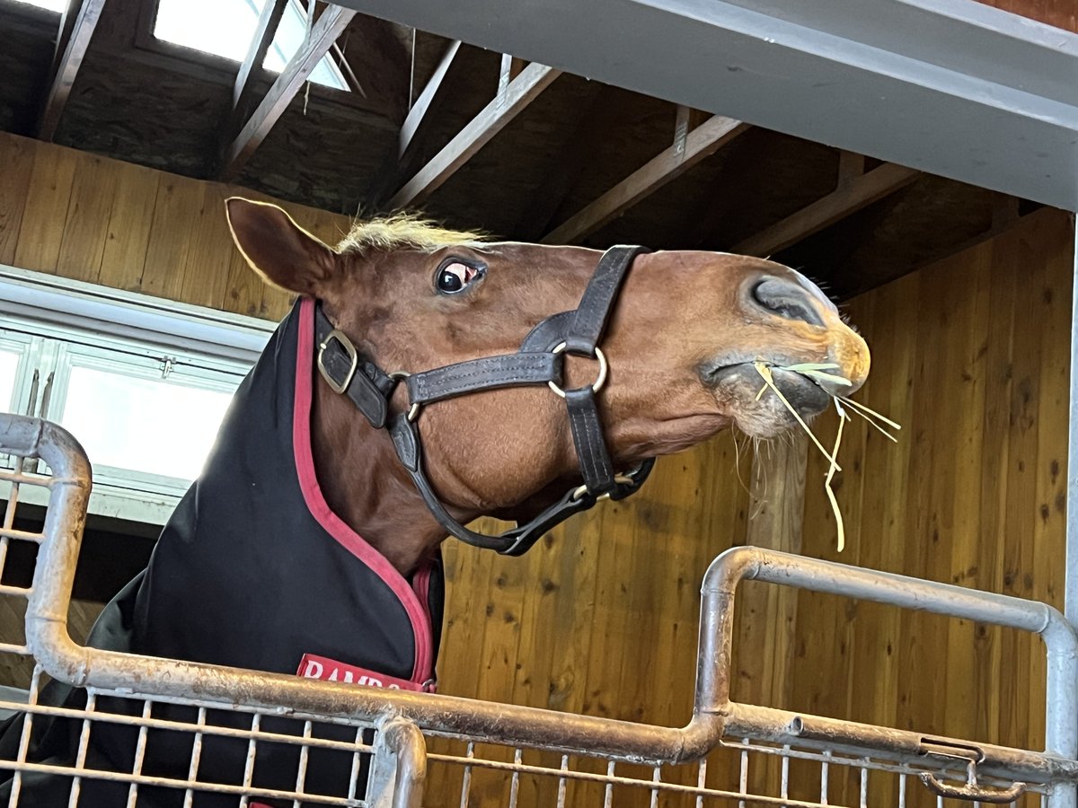 オルフェーヴル