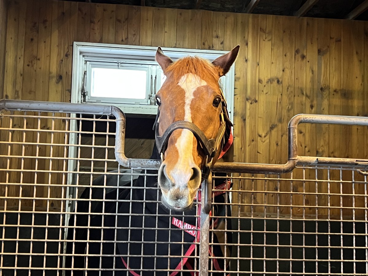 オルフェーヴルさま確認ページ♡ オルフェーヴル