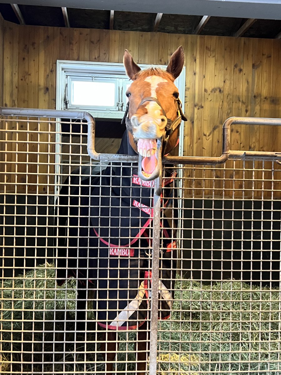 オルフェーヴル