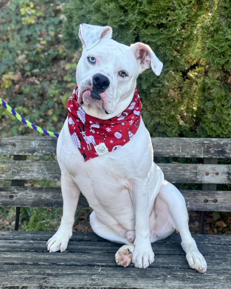 PSPCA's tweet photo. Dear Santa,

What a year it's been!

Hopefully you already know me, but if you don’t, my name is Bubby.

I can't believe I am approaching my 1 year anniversary of living at the PSPCA. It's been such a great year meeting friends, both 2-legged and 4-legged. They've made my life so much better than it was.

But if I'm being honest Santa, I am ready for a home of my own! I'm dreaming of a place where I can lay on a soft couch and watch an Eagles game, or maybe where I'll have a dog sibling to share my life with. My friends here tell me I'm a good boy and I just know my next home will see it too.

Do you think you could find that special place before Christmas?

Love always,
Bubby
-
Thanks to our friends at Freshpet, Bubby’s adoption fee will be waived until 12/31.