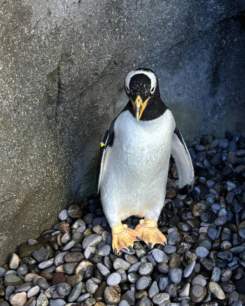 Calgary Zoo tweet media