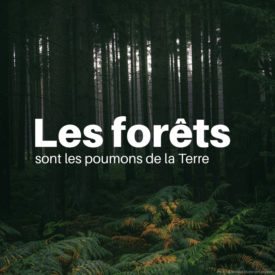 Les forêts, essentielles à la vie sur Terre, ont perdu près de 500 millions d’hectares depuis 1990. 

Bonne nouvelle : selon les dernières données, la déforestation ralentit.
Aujourd'hui, 1/5 des forêts est protégée. Gardons cet élan ! 

@‌UN_News_Centre : news.un.org/fr/story/2025/…