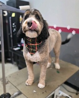 FurtasticPet's tweet photo. Tongue out Tuesday!  #cutedogs #doggrooming #doggyspa #dogs #lakewoodpetgrooming #tongueouttuesday https://t.co/UOR8KPWpMy https://t.co/3BB4VaiAui