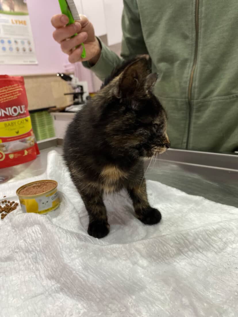 #Ankara
#Yuva
Bu bebeği yağmur altında tek başına buldum.Dişler değişmeye başlamış,3-4 aylık ama 860 gram 🥹 Alt çene geride ve çok dar olduğu için yeterli beslenememiş,gelişememiş.Cüce bir kedi olacak.İç-dış yapıldı.5 gün tedavi süreci var.Şu anda balkonda fakat hava çok soğuk+