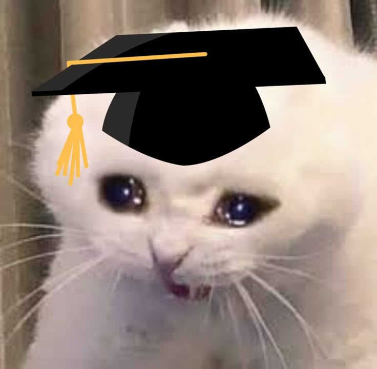 Nikkonin tweet media