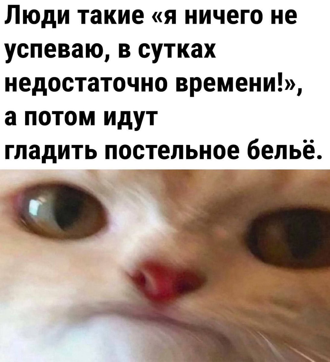 cats, i love cats (@catsilcats) on Twitter photo 