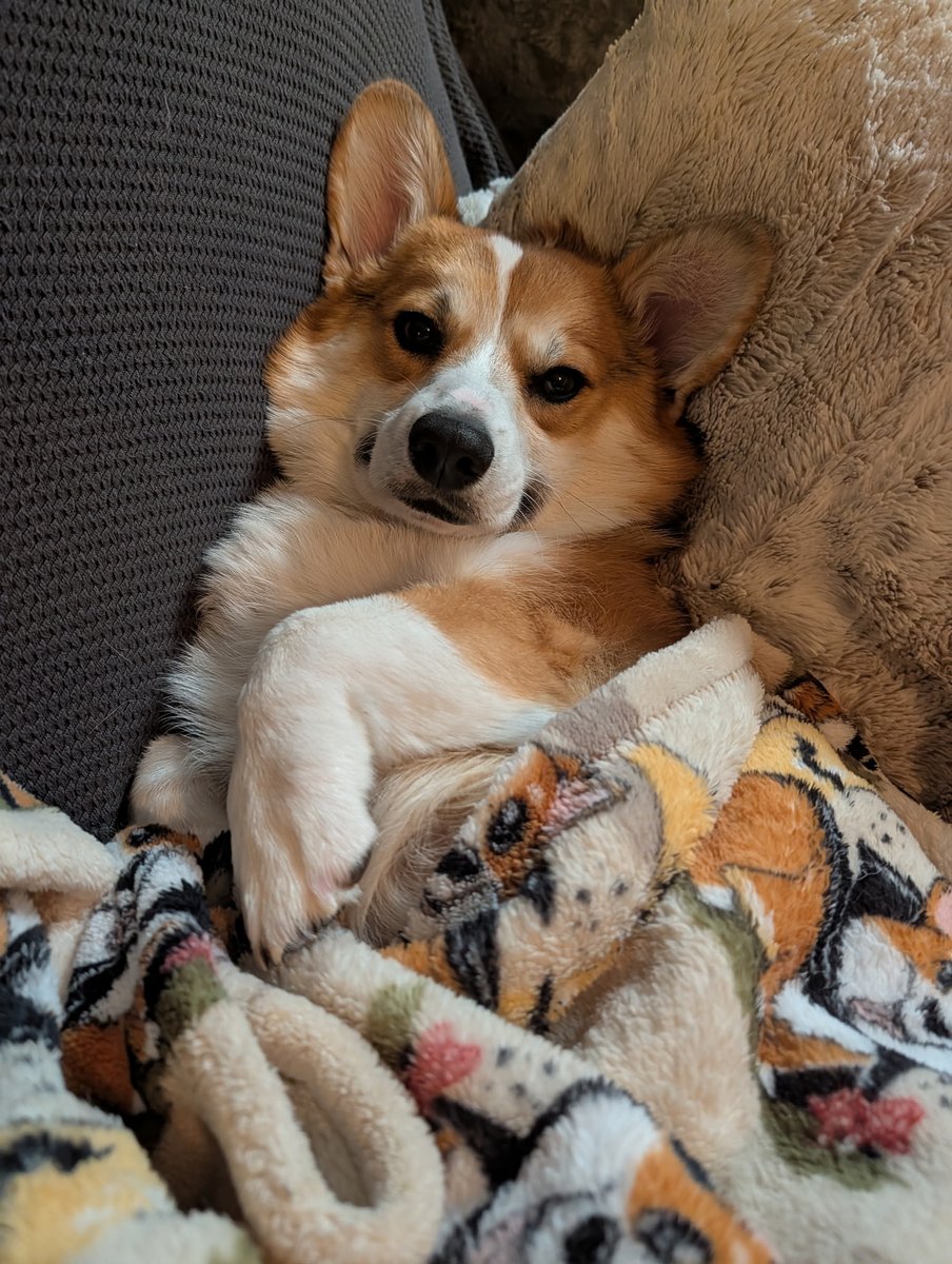 Withermint's tweet image. Life update; Toasty just turned 1 yesterday ☺️ my baby boy is growing up so fast