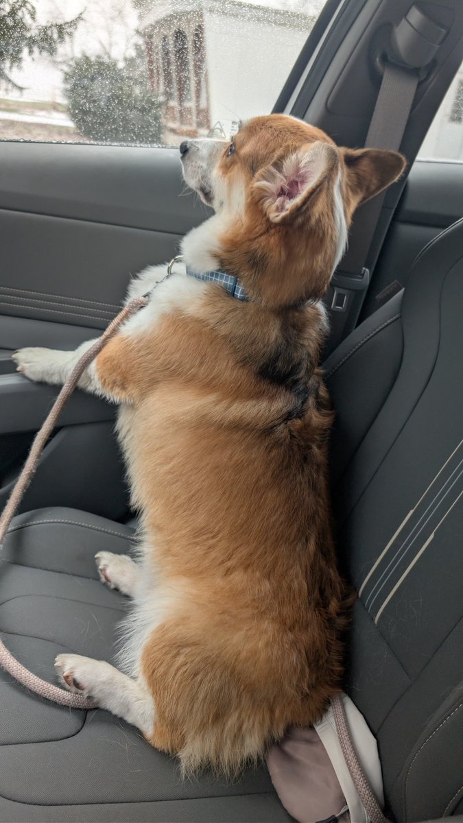 Withermint's tweet image. Life update; Toasty just turned 1 yesterday ☺️ my baby boy is growing up so fast