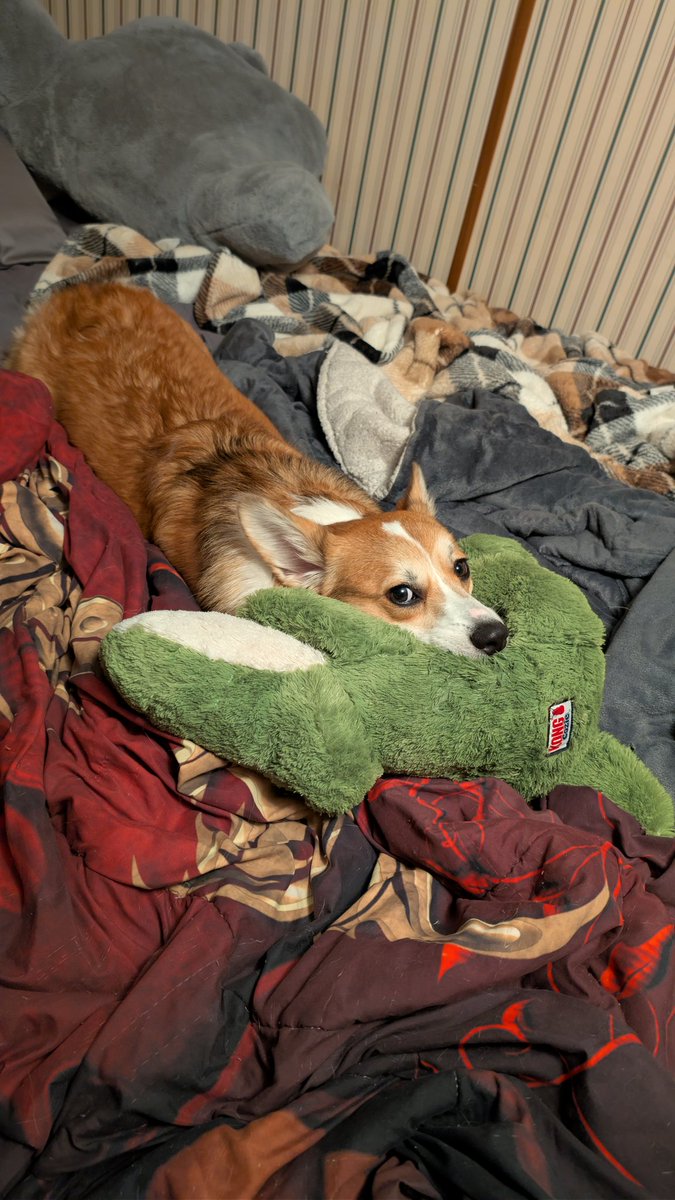 Withermint's tweet image. Life update; Toasty just turned 1 yesterday ☺️ my baby boy is growing up so fast