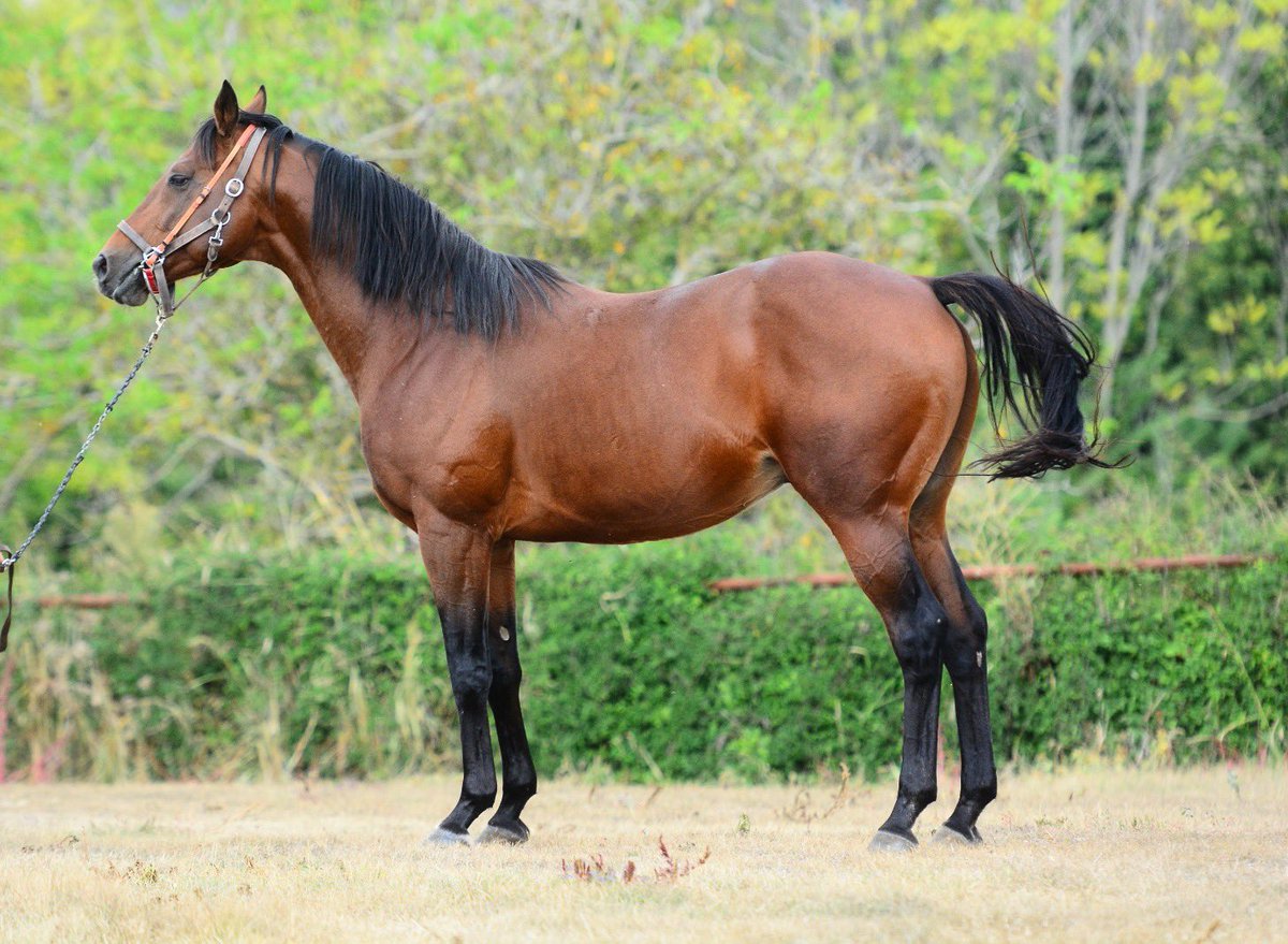 2026 AŞIM SEZONUNDA KULOĞLU 50.000 TL AŞIM ÜCRETİ İLE MUSTAFA KEMAL PAŞA ÖZARAR HARASINDA SİZ DEĞERLİ YETİŞTİRİCİLERİMİZİN HİZMETİNDE