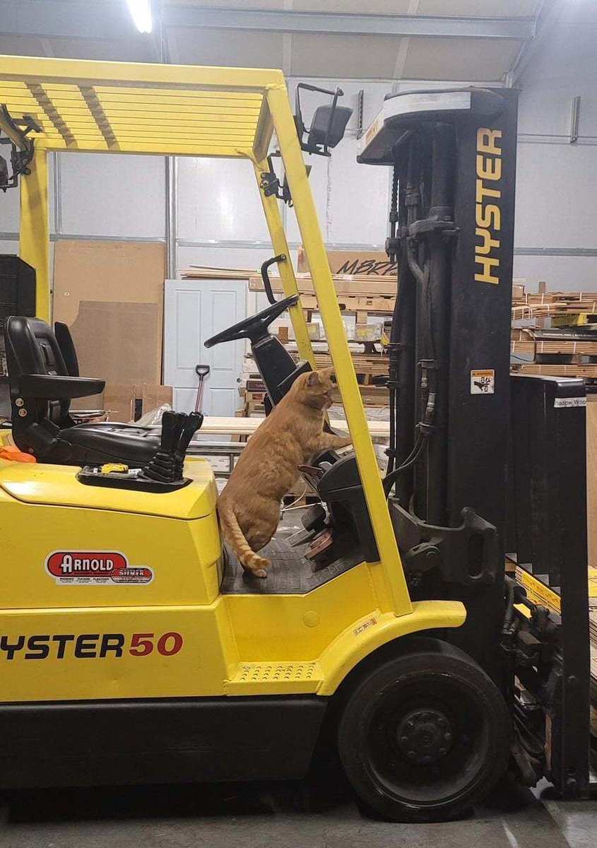 cats with jobs 🛠 tweet media