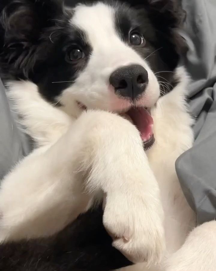 twaniimals's tweet image. 