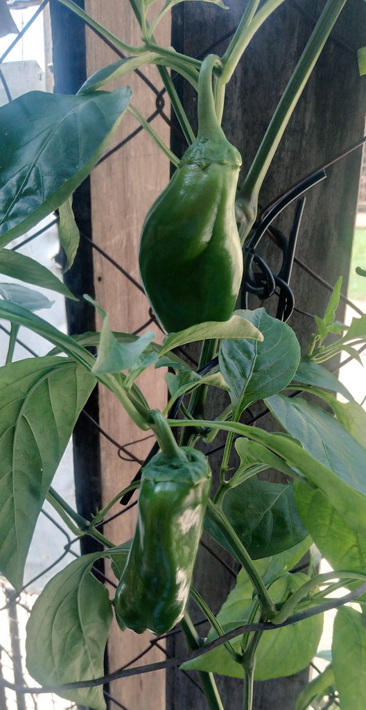 <a href="/Armanbarret/">Armando Barreto</a> Aquí en casa los Team Tierra😎