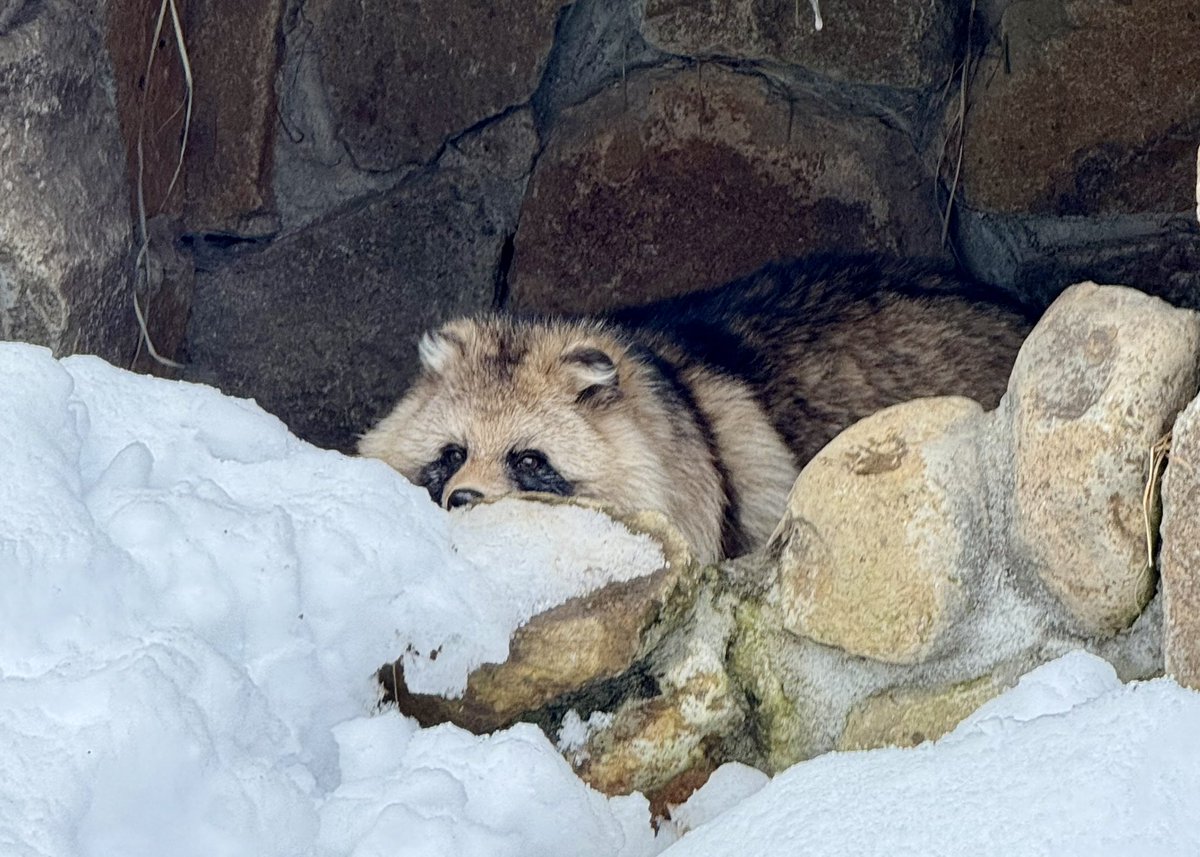 しましま (@simasima6) / Posts / X