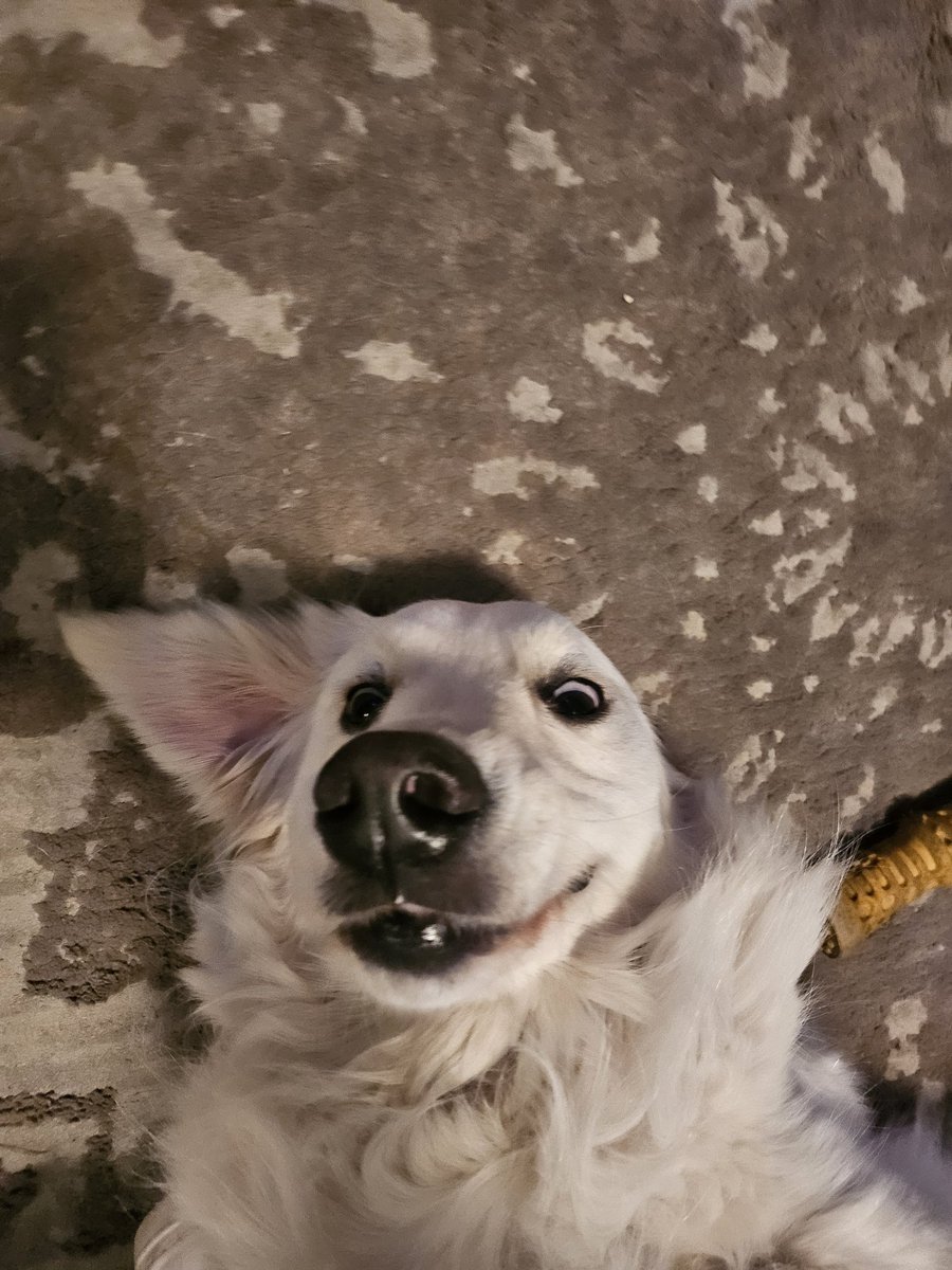 saipheroo's tweet photo. layla getting belly rubs 🤣♥️🐕 https://t.co/bEmGFaiULk