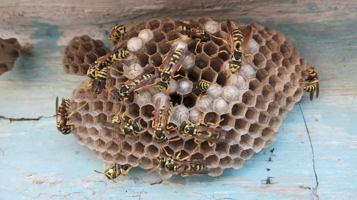 Wasp Nest Removal Wrexham 🐝 

tinyurl.com/9we4yceu

#PestControl #Wasp #Wasps #WaspNest #WaspsNest #Wrexham