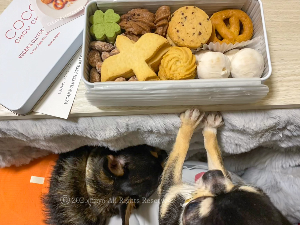 お歳暮色々。お心遣いが嬉しいです。わたしもうなんも世に生み出してないただの犬好きな人なのに、ファンの方（と言って良いのかも悩む）から今年も恒例のりんごが届いて感謝🍎何となく推してくださってたみなさんとも長い付き合いになりましたね。もはや遠い親戚の感覚です。ありがとうございます✨