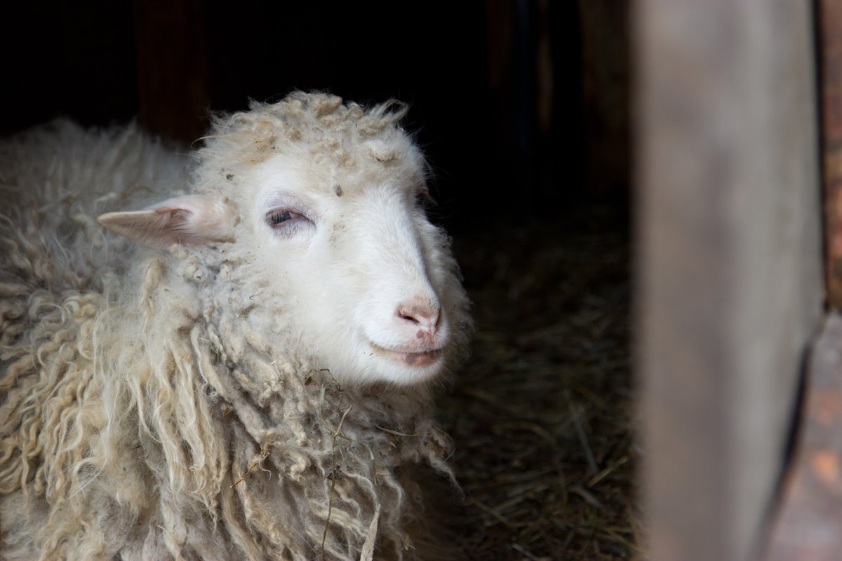 A Silent Night… and Heaven Sang

It wasn’t glorious—no room, no throne, just a manger. Mary heard silence, but God kept His promise. While earth was quiet, heaven declared: “Glory to God!”
God does His greatest work in unglorious places—and invites the lowly to come see Jesus.