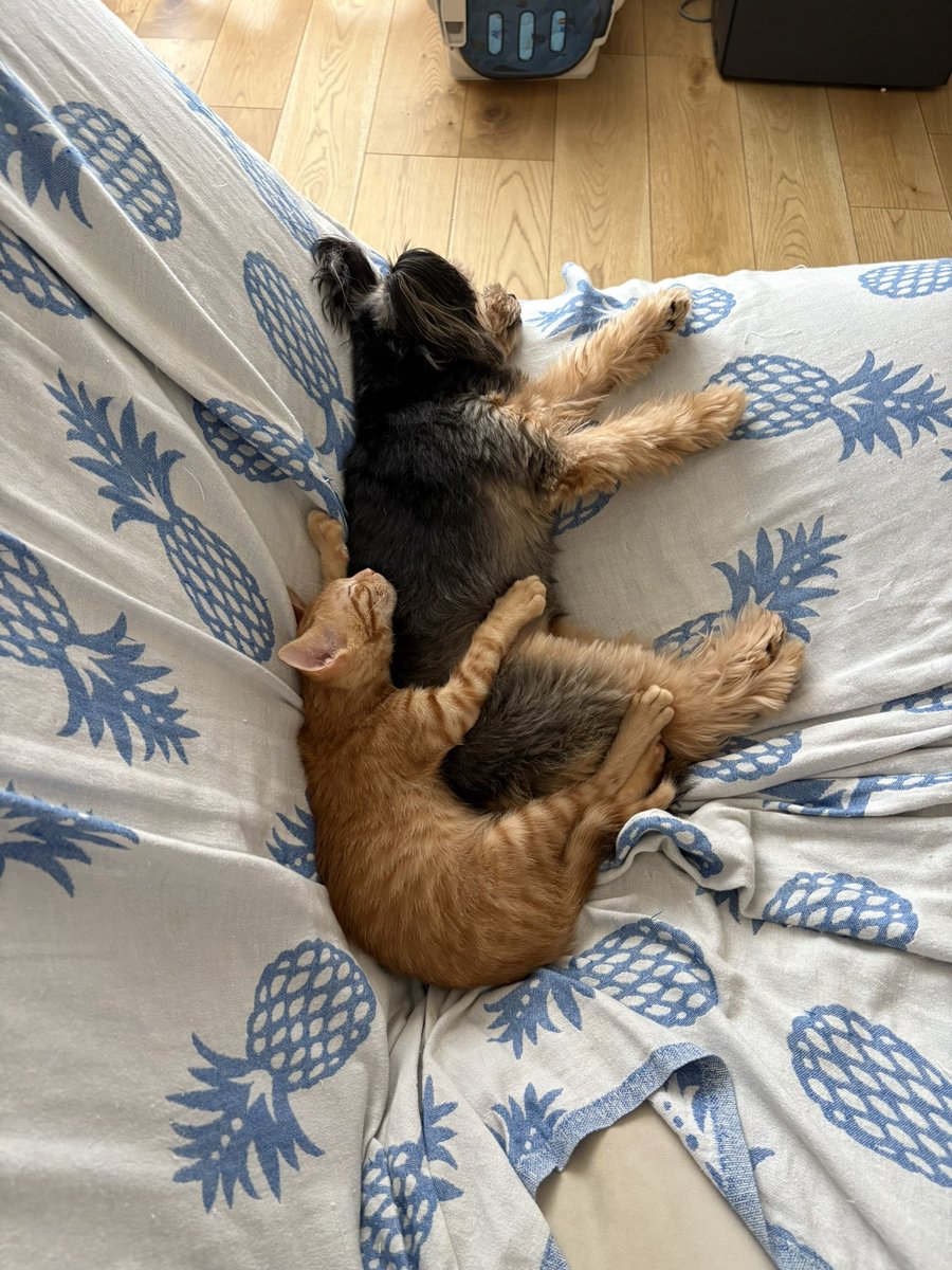 アイコン犬だけどネコも大好きです！！！