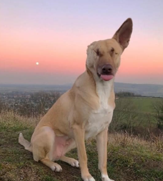 Tweets of Dogs tweet media