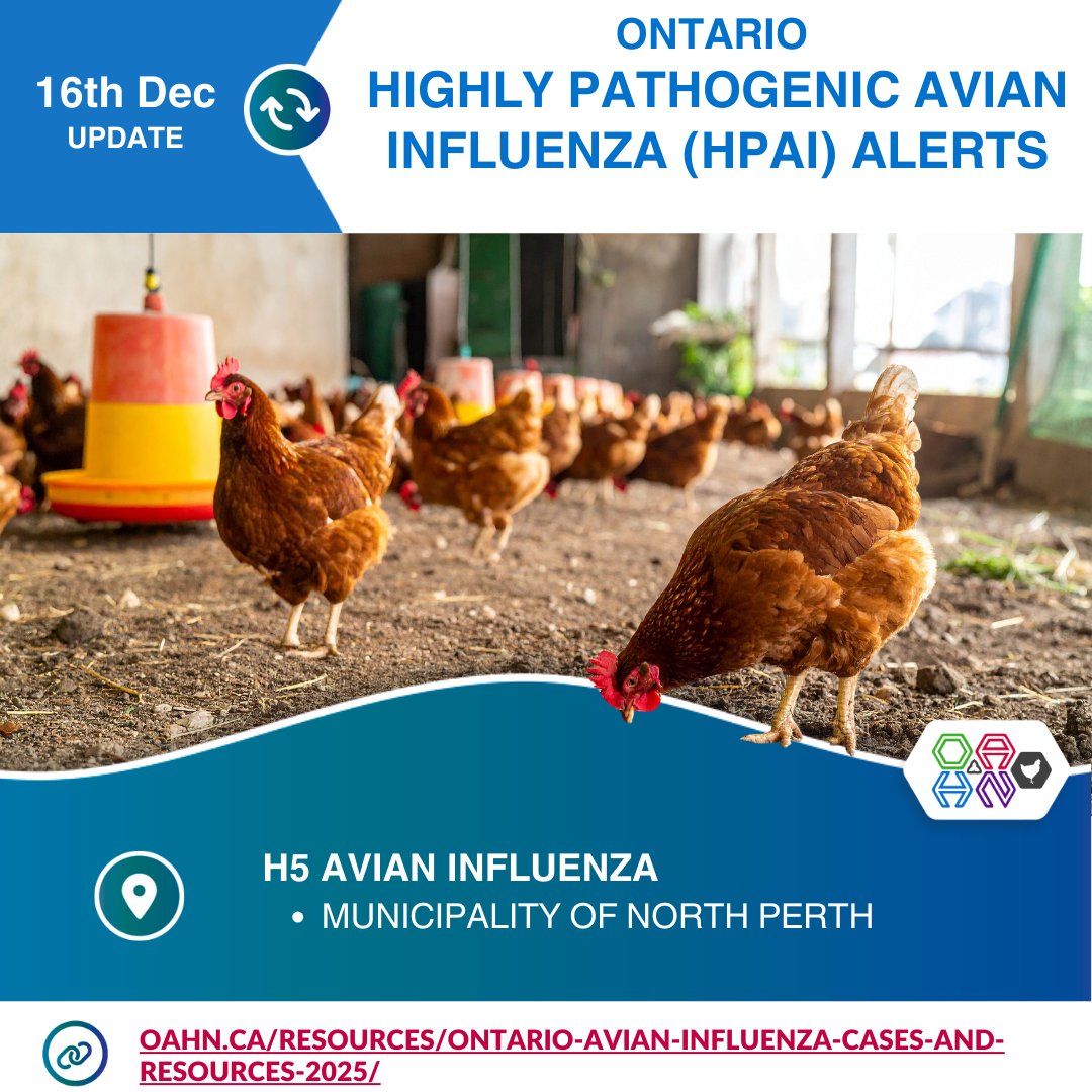 Ontario HPAI Alert
-H5 Avian Influenza in the Municipality of North Perth

More details and full list of Ontario HPAI alerts here: oahn.ca/resources/onta…

#HPAI #OneHealth #OntarioPoultry #OntarioChickens #AvianInfluenza #VetMed