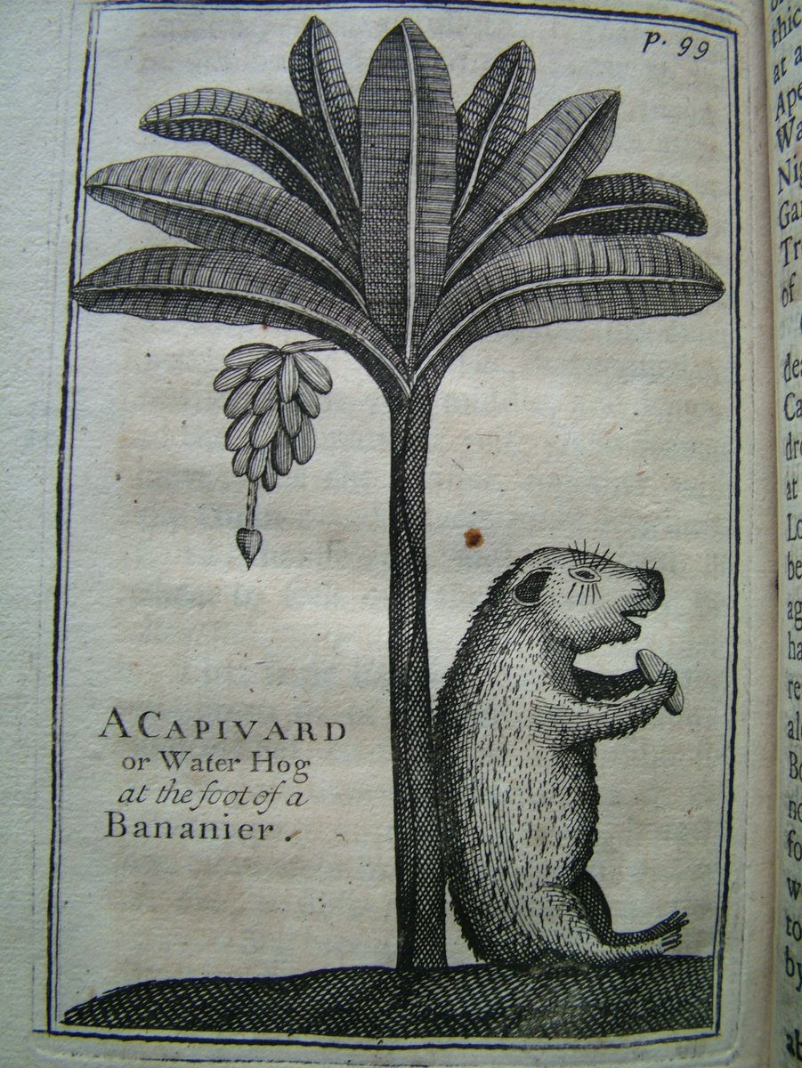 カピ、、、バラ(かわいいけど)⁉︎