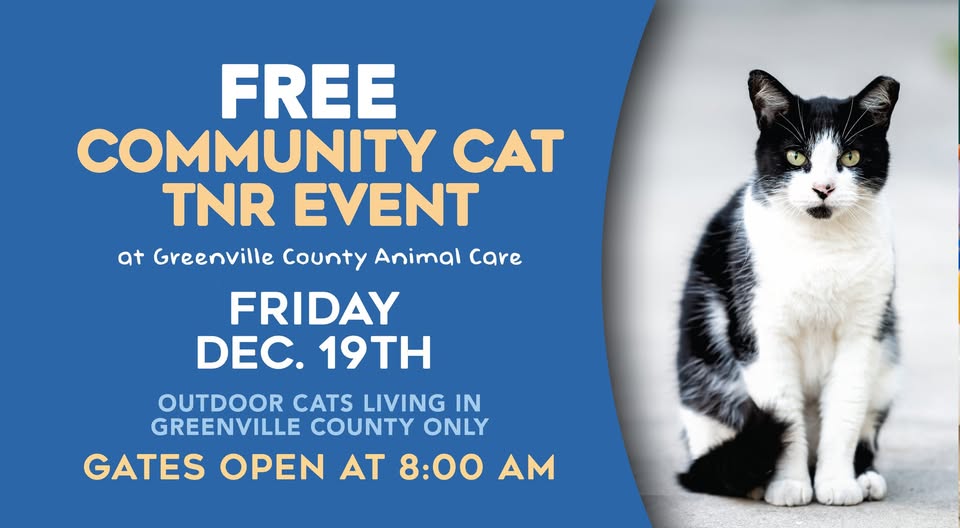 We are looking for 100 outdoor community cats living in Greenville County to spay and neuter....for FREE! 
Community Cat Friday is a FREE TNR (trap-neuter-return) event happening Friday, December 19 at Greenville County Animal Care's Clinic.