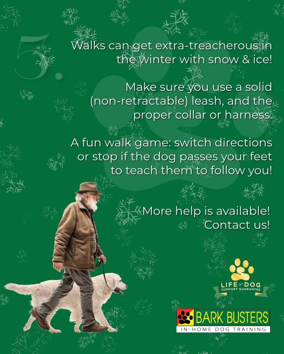 BarkBusterGuys's tweet image. Make dashing through the snow a choice, not a consequence. Dog walks in winter come with risks. Be prepared with a sturdy leash, suitable footwear, and skills to manage your dog's pulling. Need assistance? We're here to provide it!
#dogtrainingtips #barkbusters