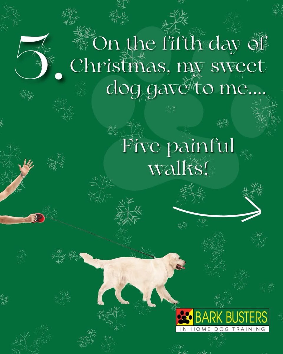 BarkBusterGuys's tweet image. Make dashing through the snow a choice, not a consequence. Dog walks in winter come with risks. Be prepared with a sturdy leash, suitable footwear, and skills to manage your dog's pulling. Need assistance? We're here to provide it!
#dogtrainingtips #barkbusters