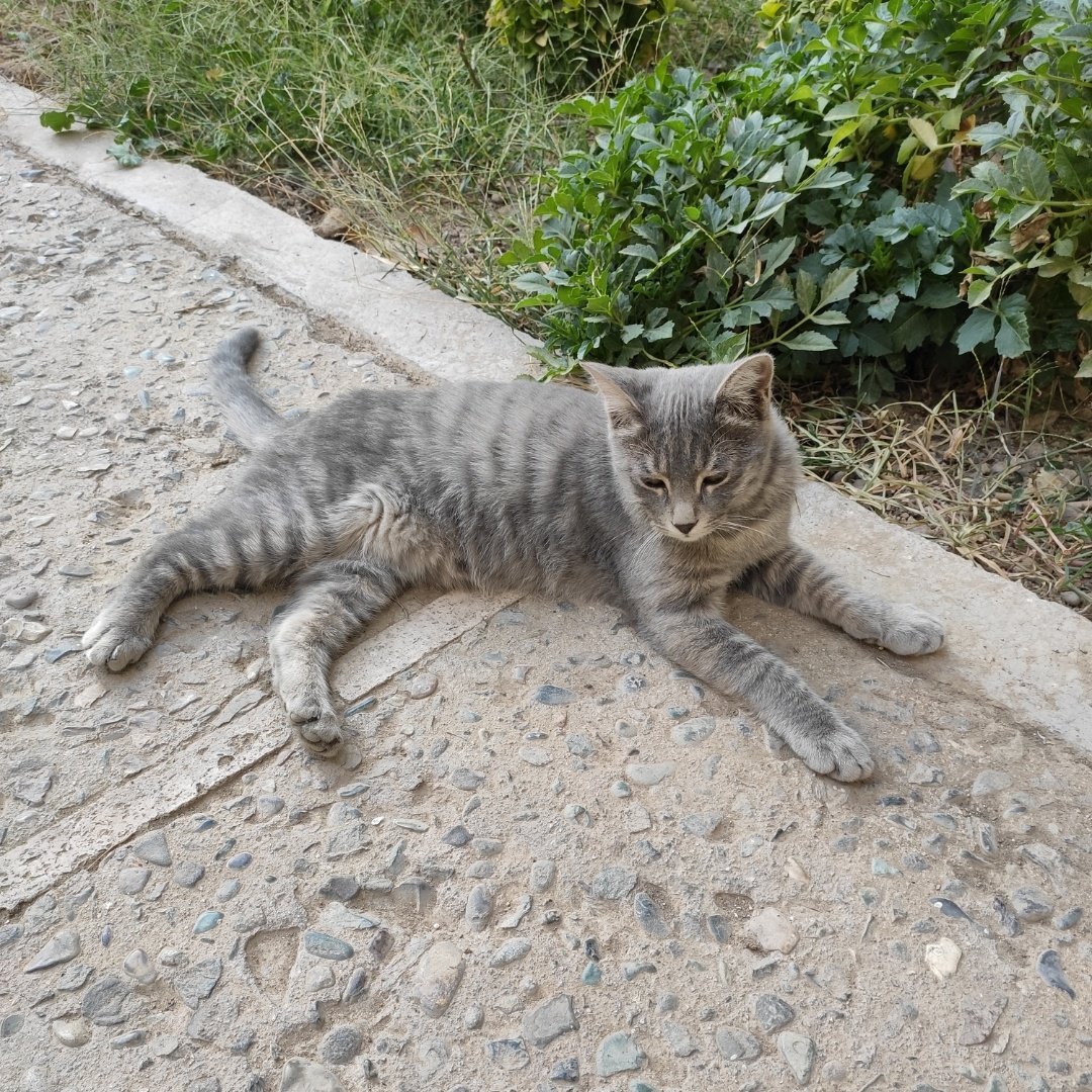 کاش برنگشته بودی بچه. کاش دوباره پات رو توی این ساختمون نکبت نذاشته بودی. 
کاش من کور میشدم تو رو امروز با اون وضعیت پیدا نمیکردم.
اونقدر هوار کشیدم و گریه کردم دلم میخواد بمیرم... کاش بمیرم...