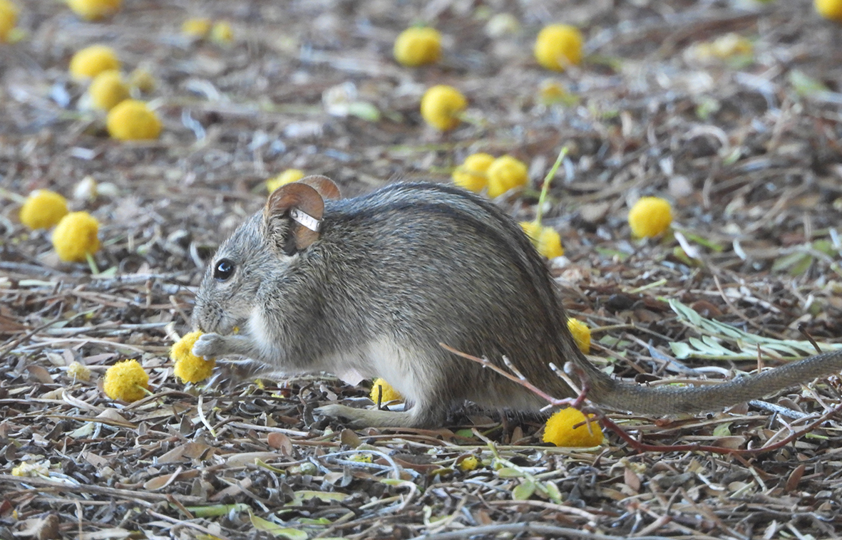 Journal of Experimental Biology tweet media