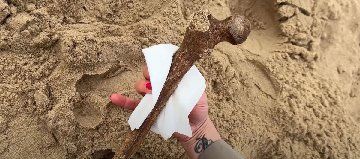 Langs de Nederlandse kust zijn de afgelopen tijd opmerkelijke vondsten gedaan van menselijke botresten. 
dezeekust.com/mysterieuze-bo… 

#dezeekust #nieuws