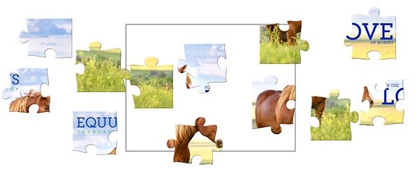 EQUUS Foundation tweet media