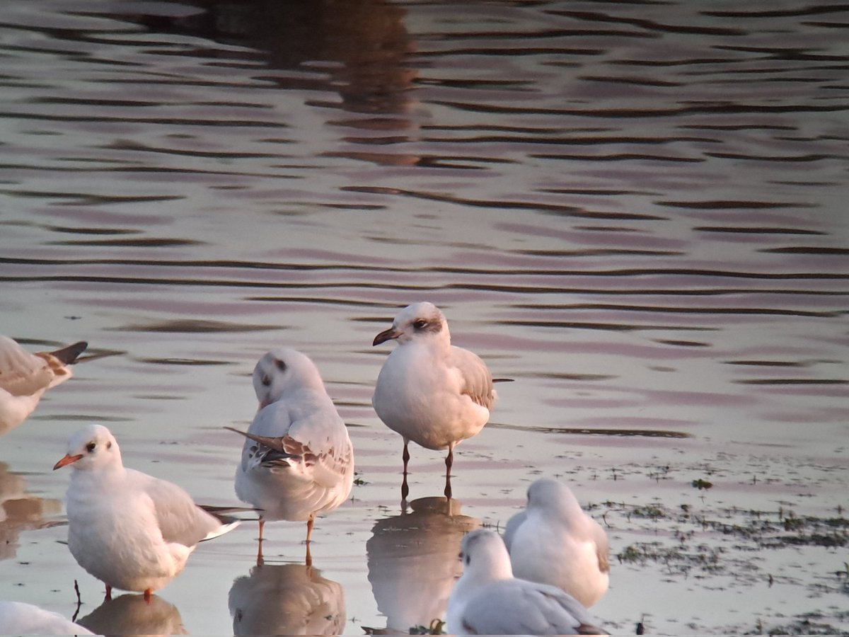 David Waddington tweet media