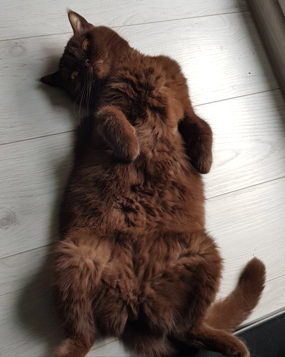 LucPin1979's tweet photo. @RadoslawNawrot Rossie, brytyjska 🐈 czekoladowa dama, jako #fipwarrior w pełni podziela radość z ozdrowienia Czterech Skarpet. Od czasu wyleczenia z FIP mówię jej "Najdroższa", ale było warto...i w pełni rozumiem tych, którzy podjęli walkę o zdrowie futrzastych 😺 przyjaciół https://t.co/iU7O4liWp5