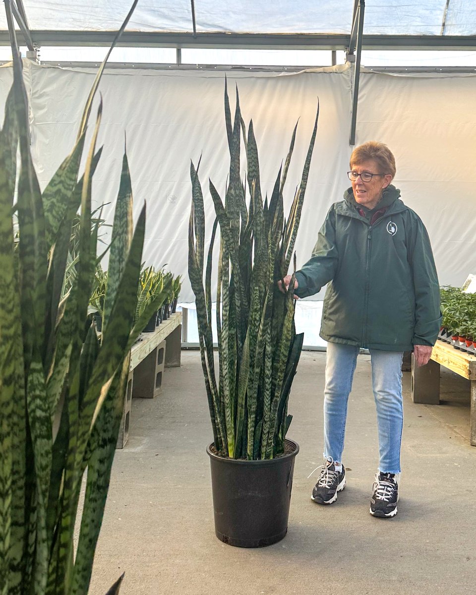 Who needs pot size when you have Barb for scale 🌿

Sansevieria zeylanica is known for its tall, architectural leaves and easygoing nature. It adapts to a wide range of light and needs very little water.

#mymulhalls #sansevieria #sansevieriazeylanica #snakeplant #plantpeople