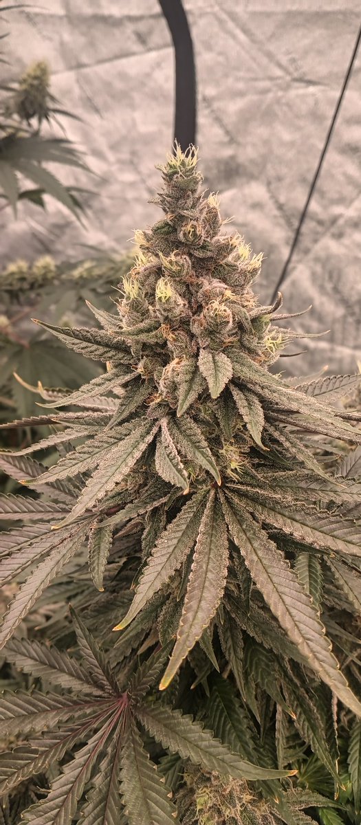 MidGrow's tweet image. Oh getting soo close 💨🤣💨
Blue Goo circa 2008 Riot Seeds 
Classic Craft Cannabis isn't on the shelf💪💥💨💨
Athena Pro line