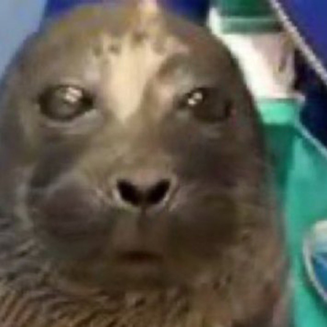 mossyseals's tweet photo. did i say something wrong………… https://t.co/7XCN4fdmME