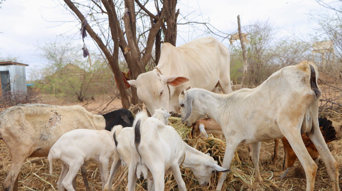 Lifeline Gedo tweet media