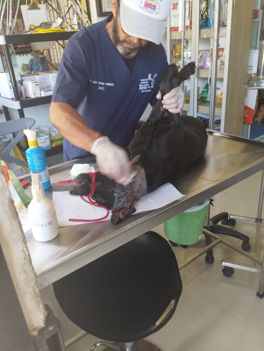 ✅ Seguimos recuperando espacios para el bienestar animal.
Hoy avanzamos con la rehabilitación de dos caniles, en estado de abandono garantizando mejores condiciones, seguridad y dignidad para nuestros animales.