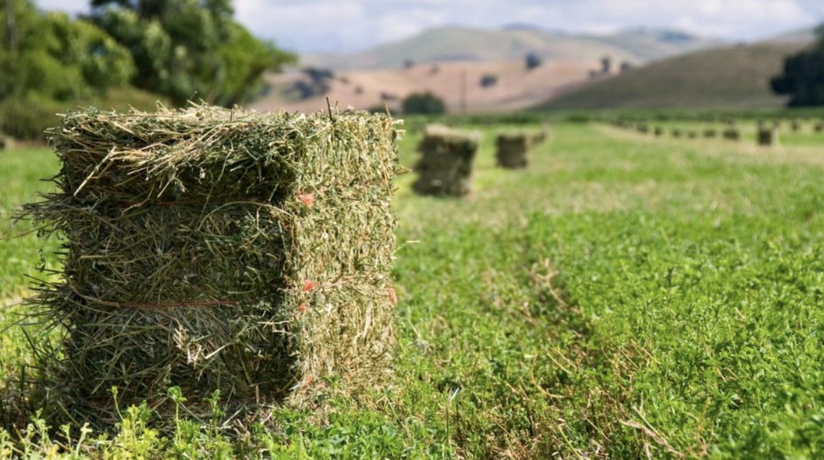 TIP TUESDAY:  New factsheet - Transition to Organic: Alfalfa Production in Utah - 
extension.usu.edu/certifiedorgan…

Thinking of becoming certified organic?
Apply for our mentorship program or contact Michele Schahczenski at michele.schahczenski@usu.edu

extension.usu.edu/certifiedorgan…