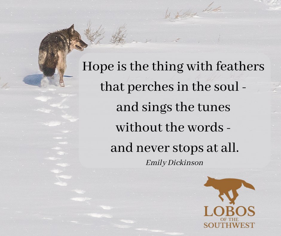 Mexican Wolves tweet media